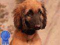 Dijual Puppies Afghan Hound Ras Exotic