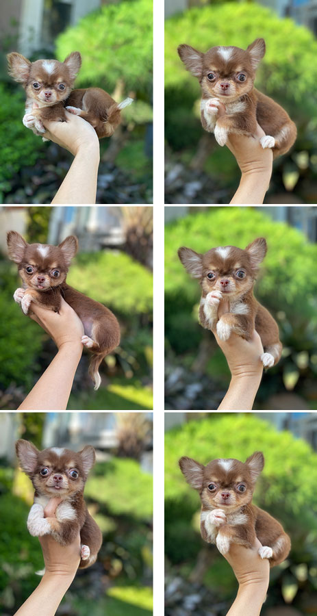 For Sale Puppy Male Super Pocket Size Chihuahua