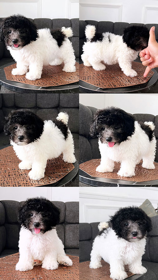 For Sale Puppy Party Color Poodle Tiny