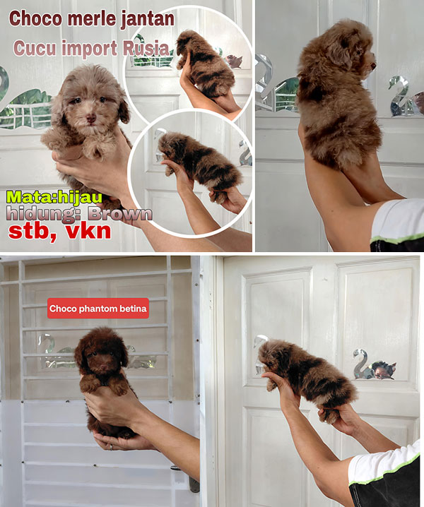 Jual Poodle Choco Merle & Phantom