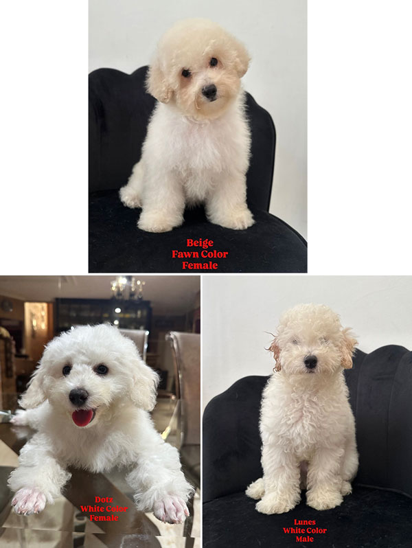 Jual Anakan Anjing Poodle