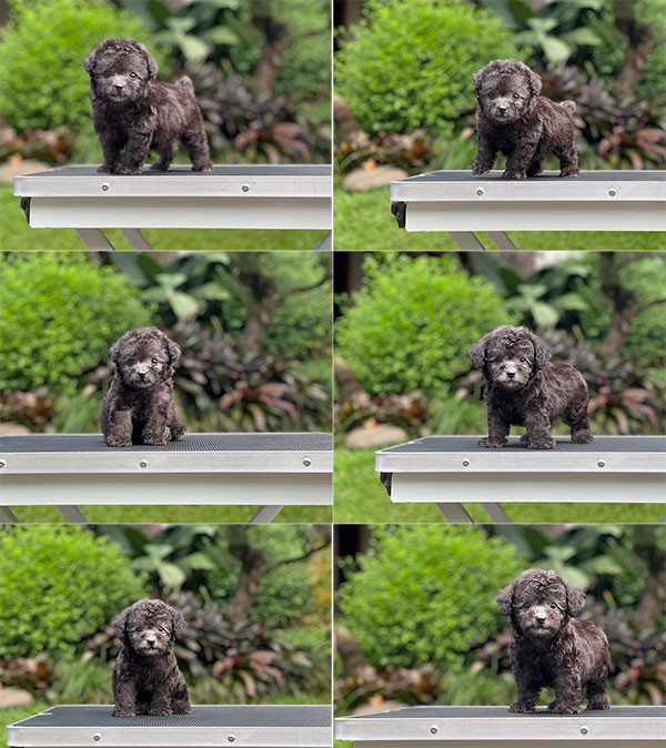 For Sale Puppy Teacup Female Silver Toy Poodle
