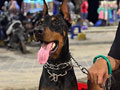 Jual American Dobermann Pinscher