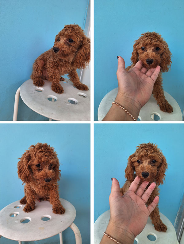 Jual Anakan Poodle Jantan