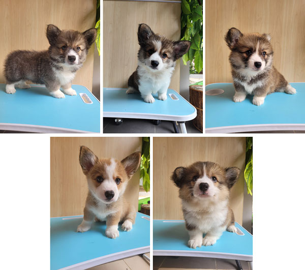 For Sale 5 Corgi Puppy Super Cute