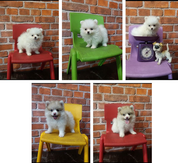 Jual Mini Pom Puppy