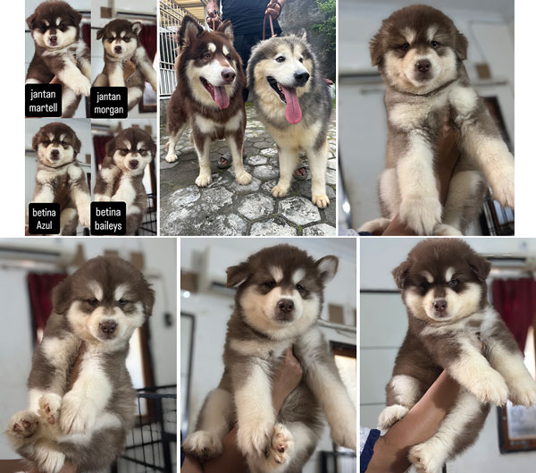 Jual Puppy Alaskan Malamute