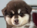 Jual Puppy Alaskan Malamute