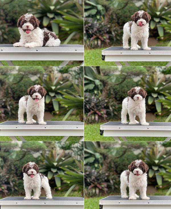 For Sale Puppy Female Tiny Parti Choco Toy Poodle