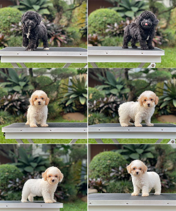 For Sale Puppy Tiny Parti & Black Toy Poodle