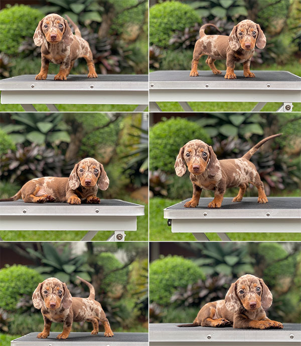 For Sale Puppy Mini Female Dapple Dachshund