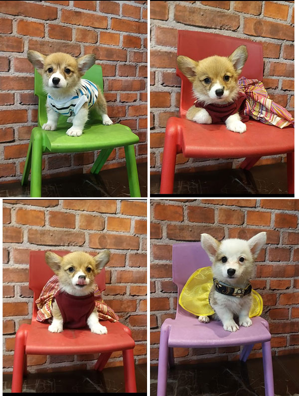 Jual Pembroke Welsh Corgi