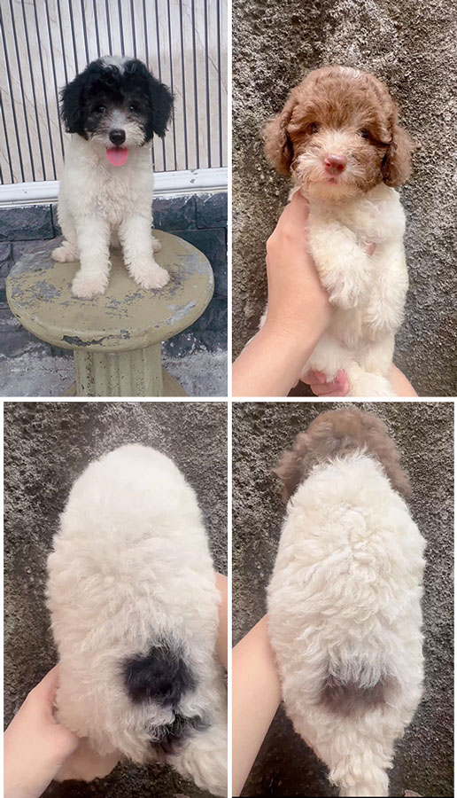 Dijual Puppy Female Party Poodle