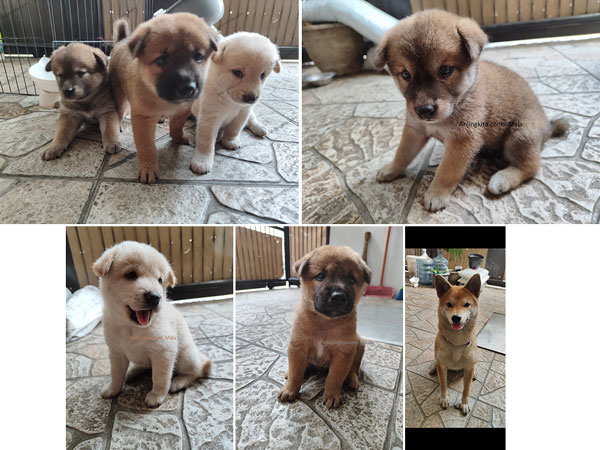 Jual Mixbreed Shiba Inu-Lokal