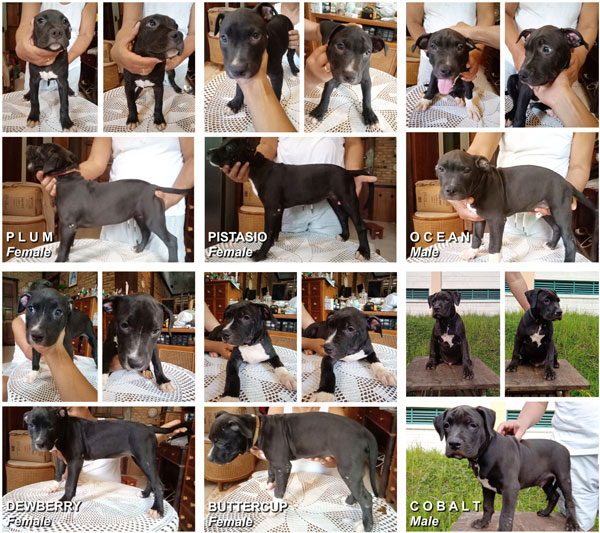 APBT Pitbull Puppies