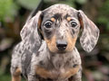 For Sale Puppy Female Miniature Dapple Dachshund