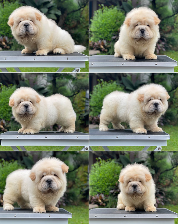 For Sale Puppy Female Chow Chow