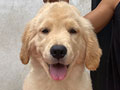Jual Puppy Golden Retriever Good Quality