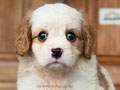 Cavapoo : Cavalier King Charles Spaniel mix Poodle