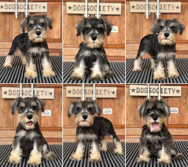 Jual Miniature Schnauzer