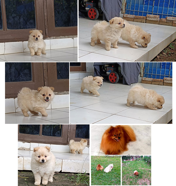 Jual Mini Pomeranian 