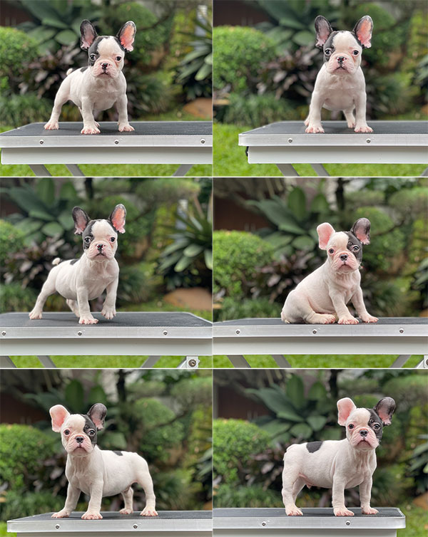 For Sale Puppy Male French Bulldog