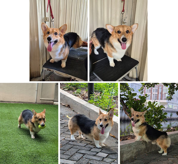 Dijual Corgi Jantan Murah