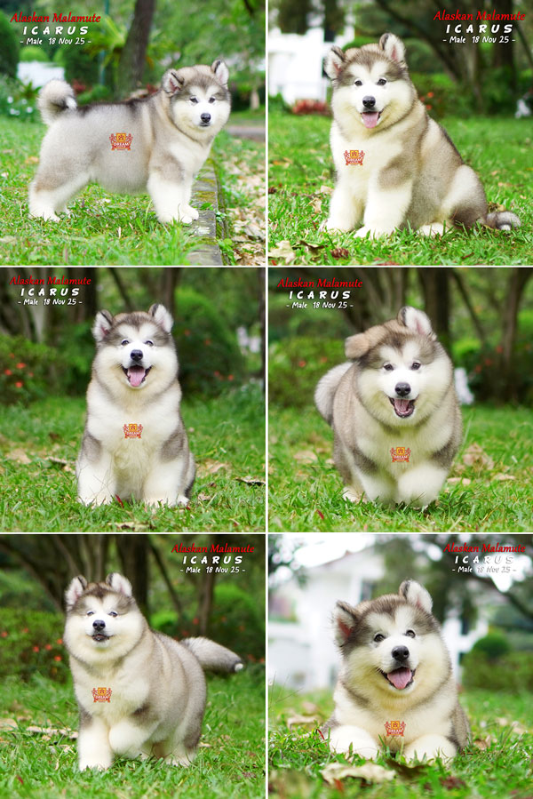 Male Alaskan Malamute Big Bone Long Hair & High Quality