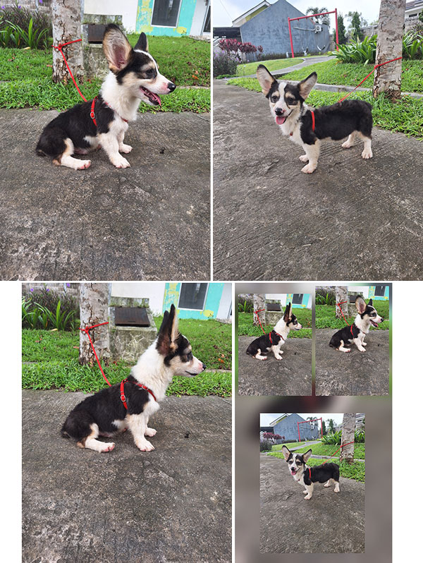 Dijual Anakan Corgi Jantan Mini