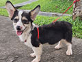 Dijual Anakan Corgi Jantan Mini