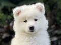 For Sale Puppy Female Samoyed