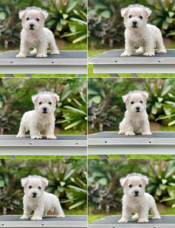 For Sale Puppy Male West Higland Terrier