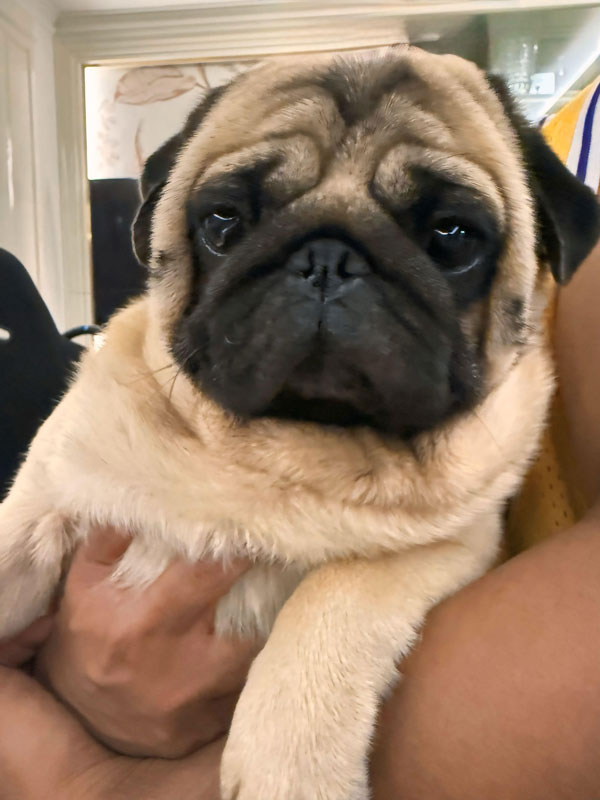 Pejantan Pug : King Von Bali Majesty