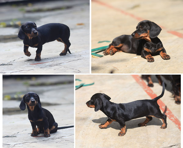 Dijual Anakan Dachshund Betina