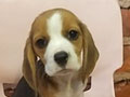 Jual Beagle Puppy