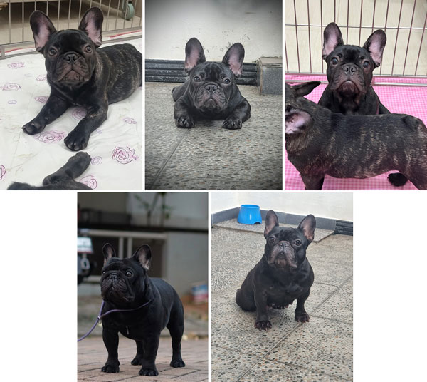 Puppy French Bulldog