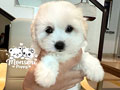 The cutest Coton de Tulear Puppies