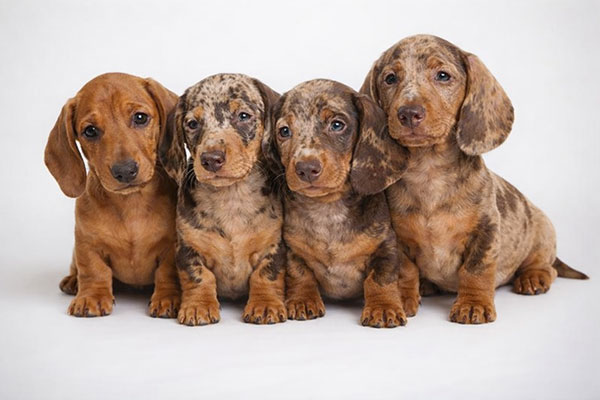 Dijual Anak Dachshund / Tekel 