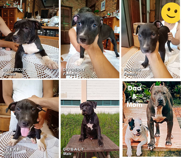 Pitbull Puppies