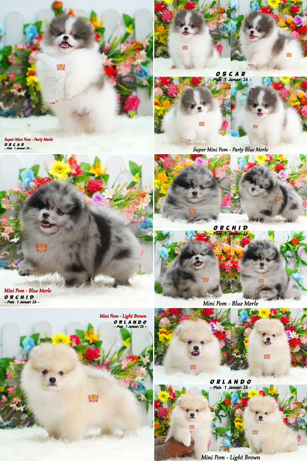 For Sale 3 Baby Mini Pom Blue Merle