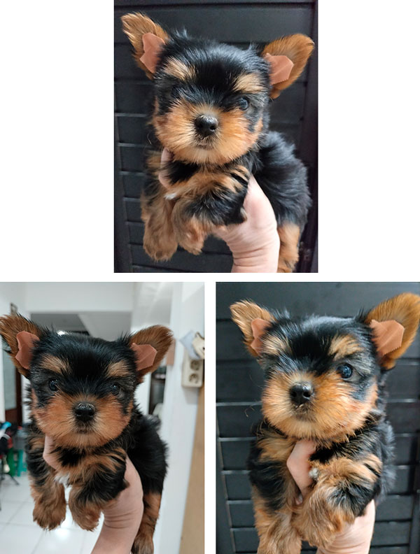 Jual Anakan Yorkie Female