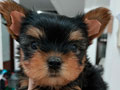 Jual Anakan Yorkie Female