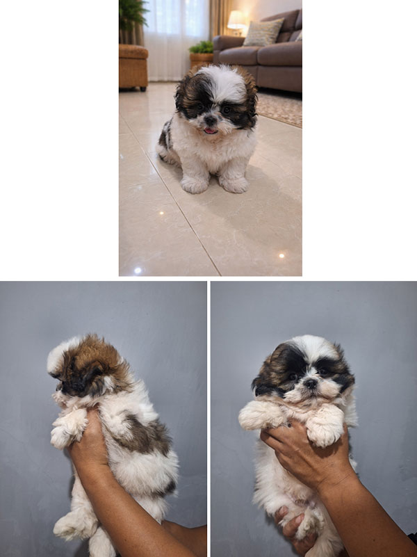 Jual Anakan Shih Tzu Jantan