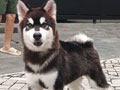 Jual Puppy Alaskan Malamute