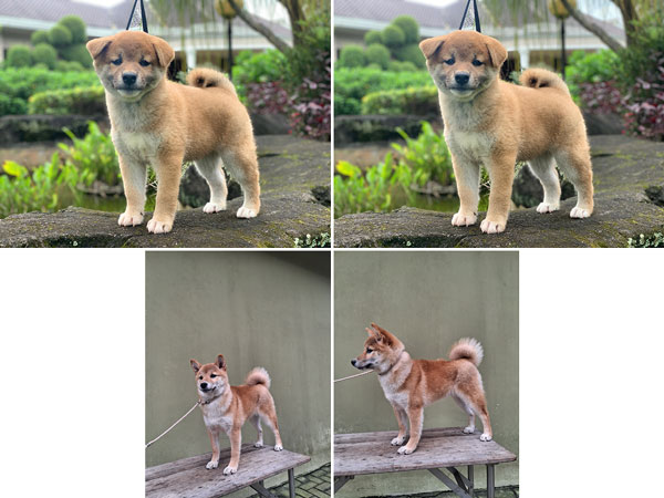 Jual Shiba Inu Male & Female
