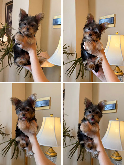 Dijual Anakan Yorkshire Terrier Harga Bersahabat