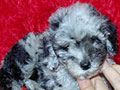 Poodle Blue Merle Betina Super Langka