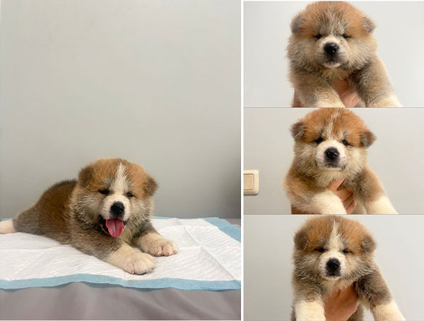 Japanese Akita Puppies