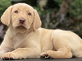 For Sale Puppy Female Labrador Retriever