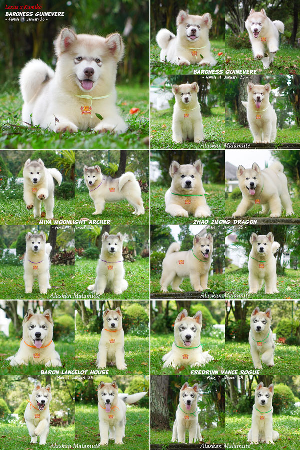 Jual 5 Baby Alaskan Malamute Big Bone, Long Hair